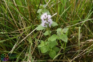 Mentha aquatica